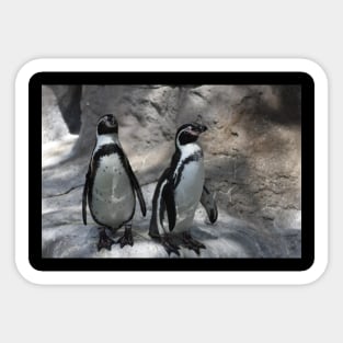 Penguins Sticker